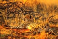 Cheetah in red desert