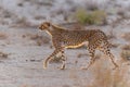 Cheetah in the red dunes of the Kgalagadi Transfrontier Park in South Africa Royalty Free Stock Photo