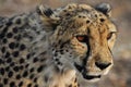 A cheetah with red eyes