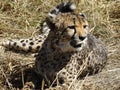 Cheetah relaxing on the grass