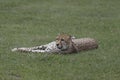 Cheetah relaxing Royalty Free Stock Photo