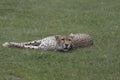 Cheetah relaxing at zoo Royalty Free Stock Photo