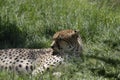 Cheetah relaxing Royalty Free Stock Photo