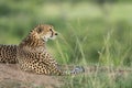 Cheetah relaxing after a long walk at Masai Mara Game Reserve,Kenya Royalty Free Stock Photo