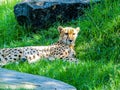 Cheetah relaxing in the shade, Auckland, Zoo, Auckland New Zealand Royalty Free Stock Photo