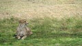 Cheetah Relaxing In The Shade, Kenya, Africa