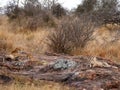 Cheetah relaxing in wilderness on cliff