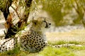 This cheetah is resting under a tree and out of the sun. Royalty Free Stock Photo