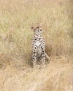 Cheetah rest in tall grass Royalty Free Stock Photo