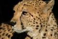 Cheetah rested, but the eyes still look victim. black tear-like