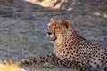 Cheetah resting Royalty Free Stock Photo