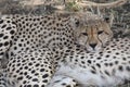 Cheetah resting Royalty Free Stock Photo