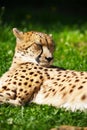 Cheetah resting on the grass Royalty Free Stock Photo