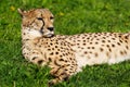 Cheetah resting on the grass Royalty Free Stock Photo