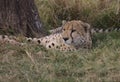 Cheetah resting in grass and watching for prey in the wild plains of the masai mara, kenya