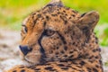 cheetah resting on green grass, very close eye contact Royalty Free Stock Photo