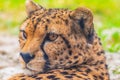 cheetah resting on green grass, very close eye contact Royalty Free Stock Photo