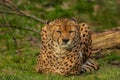 cheetah resting on green grass, very close eye contact Royalty Free Stock Photo