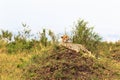 Cheetah resting on the hill. Masai Mara, Kenya Royalty Free Stock Photo