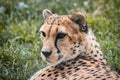 Cheetah resting in the lush green grass, with its gaze fixed in the distance Royalty Free Stock Photo