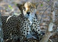 Cheetah Resting next to a bush in Hwange National Park Royalty Free Stock Photo