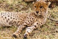 Cheetah resting in the savannah. Masai Mara, Kenya Royalty Free Stock Photo