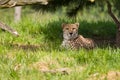 Cheetah resting in the shade Royalty Free Stock Photo