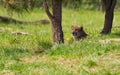 Cheetah resting in the shade Royalty Free Stock Photo