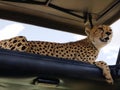 Cheetah Resting in Shade of Safari Vehicle Roof, Serengeti National Park, Tanzania Royalty Free Stock Photo
