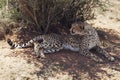 Cheetah Resting in the Shade Royalty Free Stock Photo