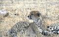 Cheetah resting shade watches the savanna at tarangire Royalty Free Stock Photo