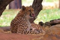 Cheetah resting with tongue out - Acinonyx Royalty Free Stock Photo