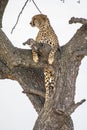 Cheetah resting on a tree in the Masai Mara Safari, Kenya Royalty Free Stock Photo