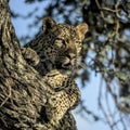 Leopard resting on a tree in Serengeti Royalty Free Stock Photo