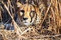 a cheetah resting under a shade Royalty Free Stock Photo