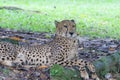 A Cheetah resting under the shade of a tree Royalty Free Stock Photo