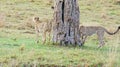 A cheetah patrols its territory