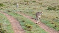 A cheetah patrols its territory