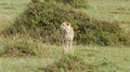 A cheetah patrols its territory