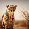 Cheetah roams expansive desert landscape, allowing for ample copy space