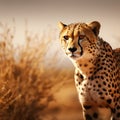 Cheetah roams expansive desert landscape, allowing for ample copy space