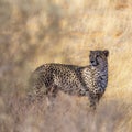 Cheetah in Kgalagari transfrontier park, South Africa Royalty Free Stock Photo