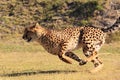 Cheetah running fast