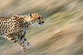 Cheetah Running Fast in the Wild Royalty Free Stock Photo