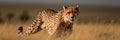 A cheetah running through a field of tall grass. AI generative image. Royalty Free Stock Photo