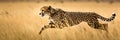 A cheetah running through a field of tall grass. AI generative image. Royalty Free Stock Photo