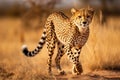 cheetah running through a field.Generative Ai Royalty Free Stock Photo