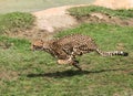 Cheetah running at full speed Acinonyx jubatus Royalty Free Stock Photo