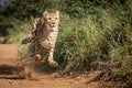 Cheetah running and full speed with all legs off the ground chasing prey in Kruger Park South Africa Royalty Free Stock Photo