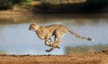 Cheetah running, Acinonyx jubatus, South Africa